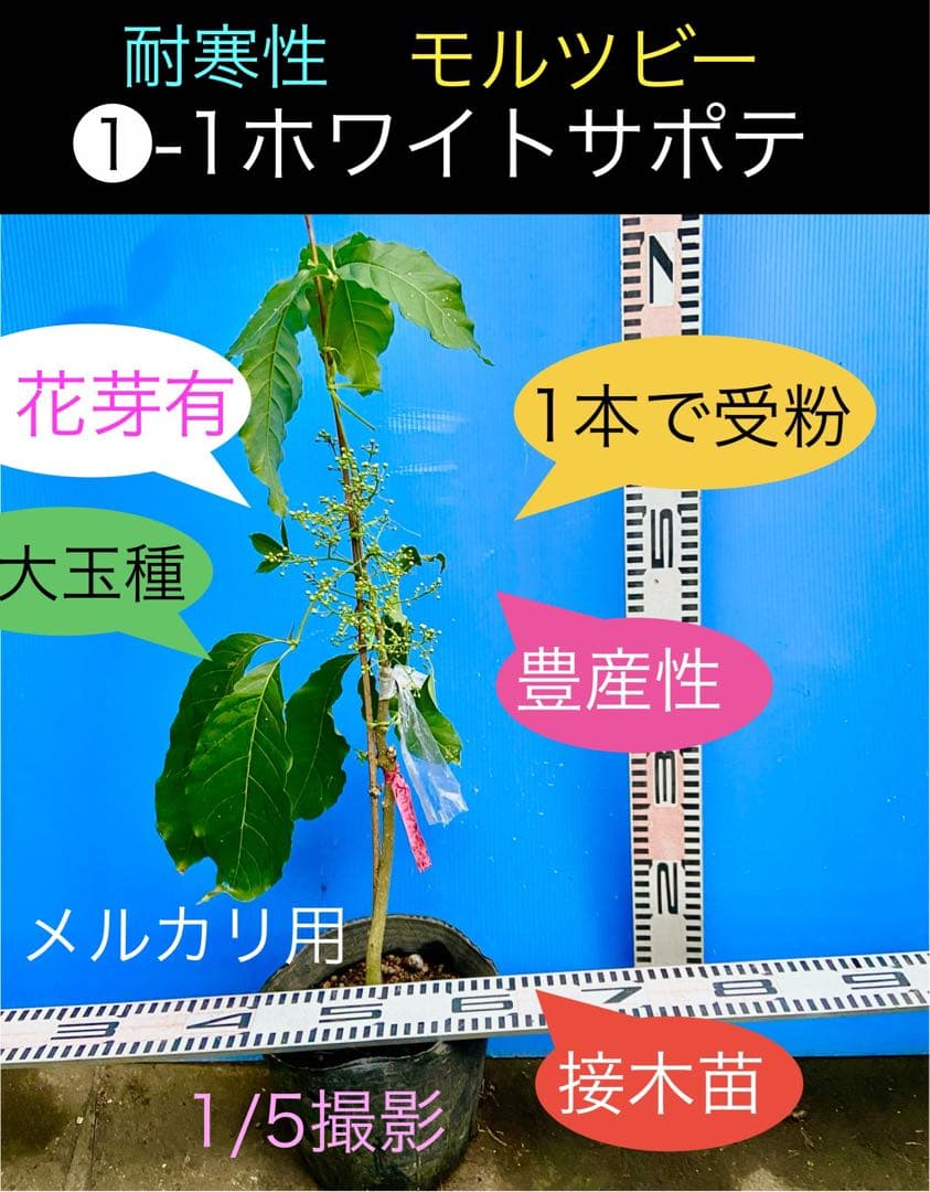 ❶-1ホワイトサポテ モルツビー 特選接木苗