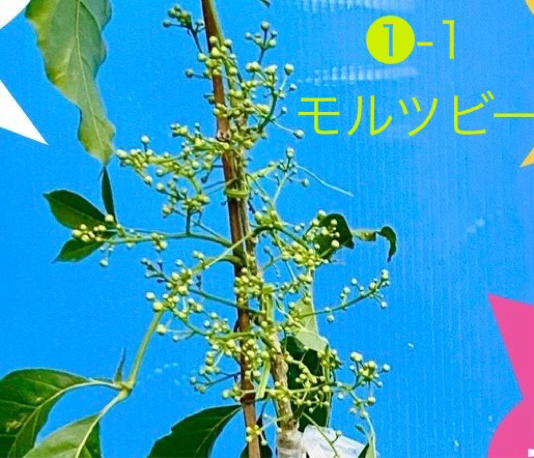 ❶-1ホワイトサポテ モルツビー 特選接木苗