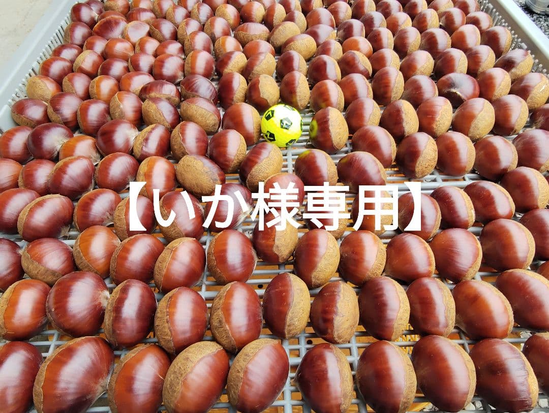 【いか】栗　茨城県産　朝収穫　厳選　7kg