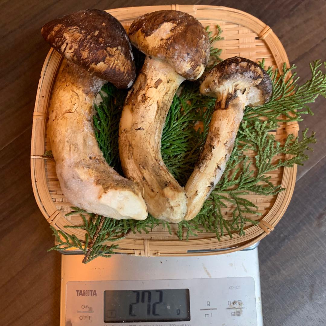 ⑤【岩手県産天然松茸】冷凍松茸　国産本場　つぼみ開き　272g