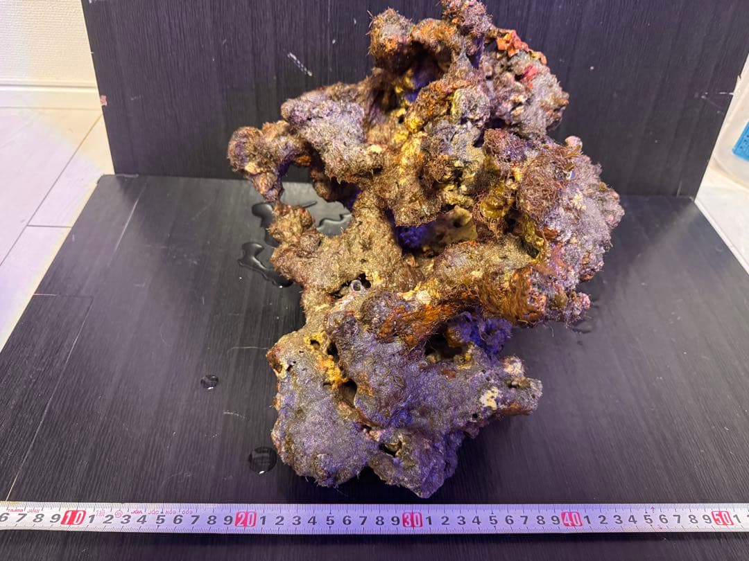 特大 天然ライブロック 1個