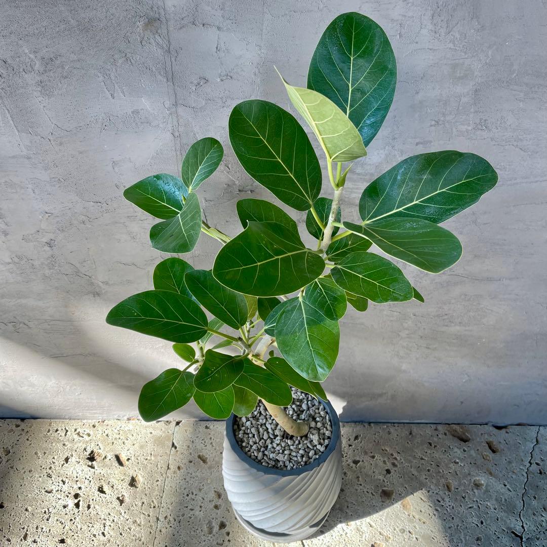 フィカス　ベンガレンシス　オードリー　8号　陶器鉢　植え込み発送