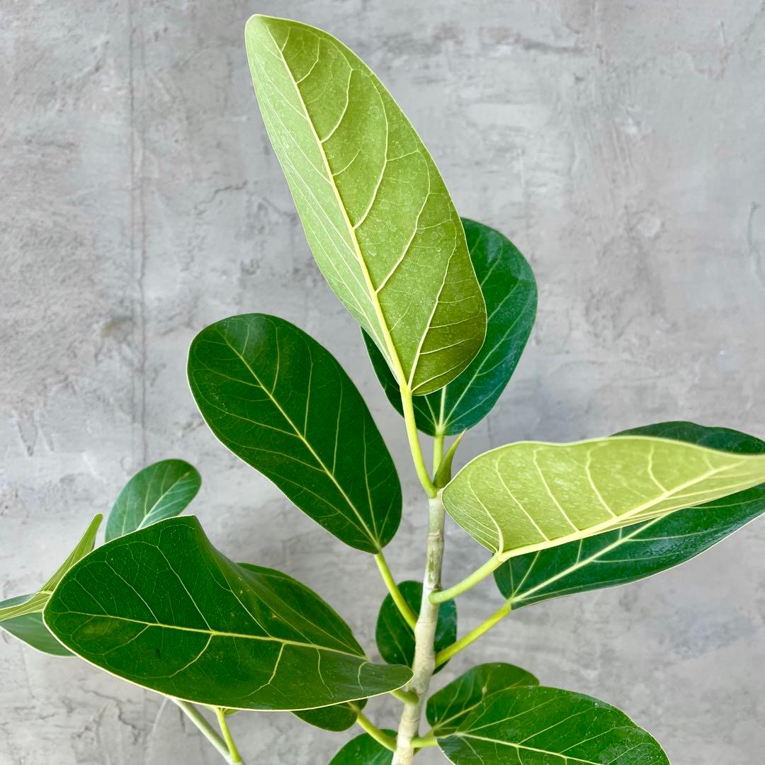 フィカス　ベンガレンシス　オードリー　8号　陶器鉢　植え込み発送