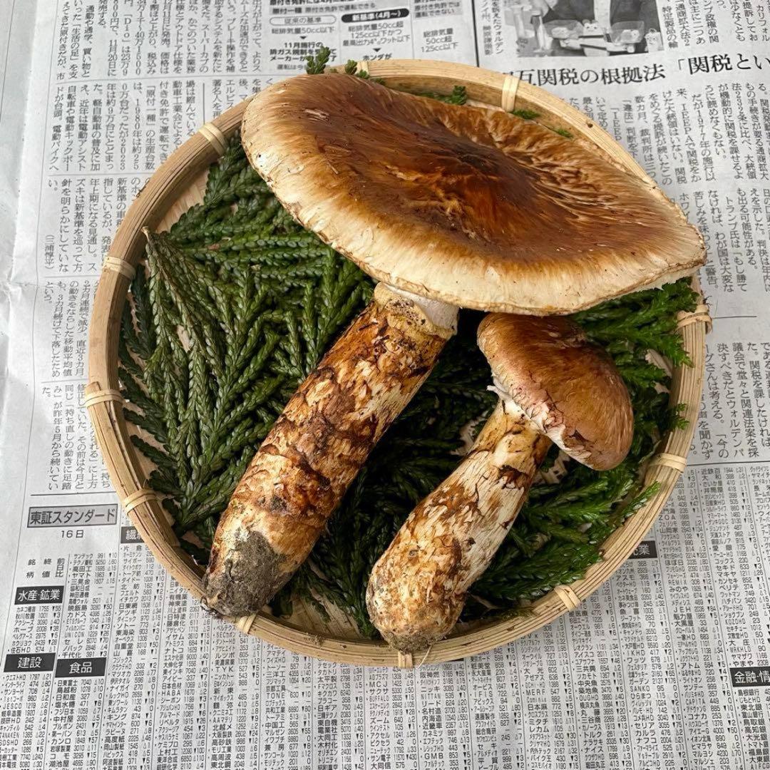 天然きのこ 松茸 国産 マツタケ まつたけ 大自然の凛さん採取その173