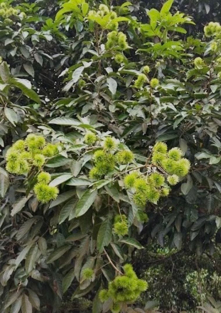 蜂蜜(ランブータンの花)710g【⭐️SALE❣️】塩、ココナッツシュガー、黒胡椒