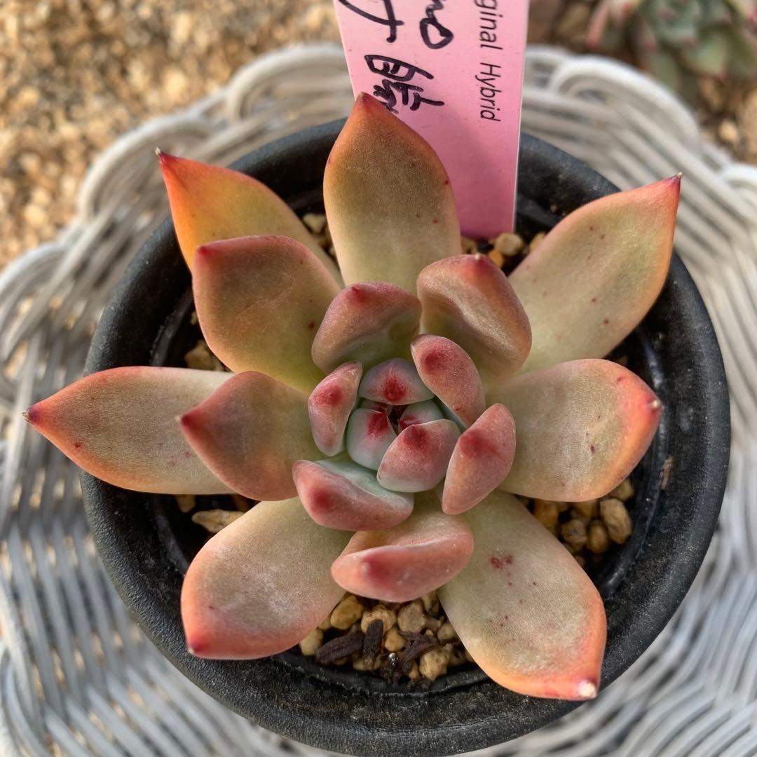 b*i様 ルイパパ苗　BonoBono ぼのぼの　リンゼアナ　自家　札付き