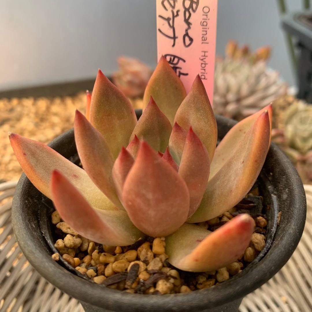 b*i様 ルイパパ苗　BonoBono ぼのぼの　リンゼアナ　自家　札付き