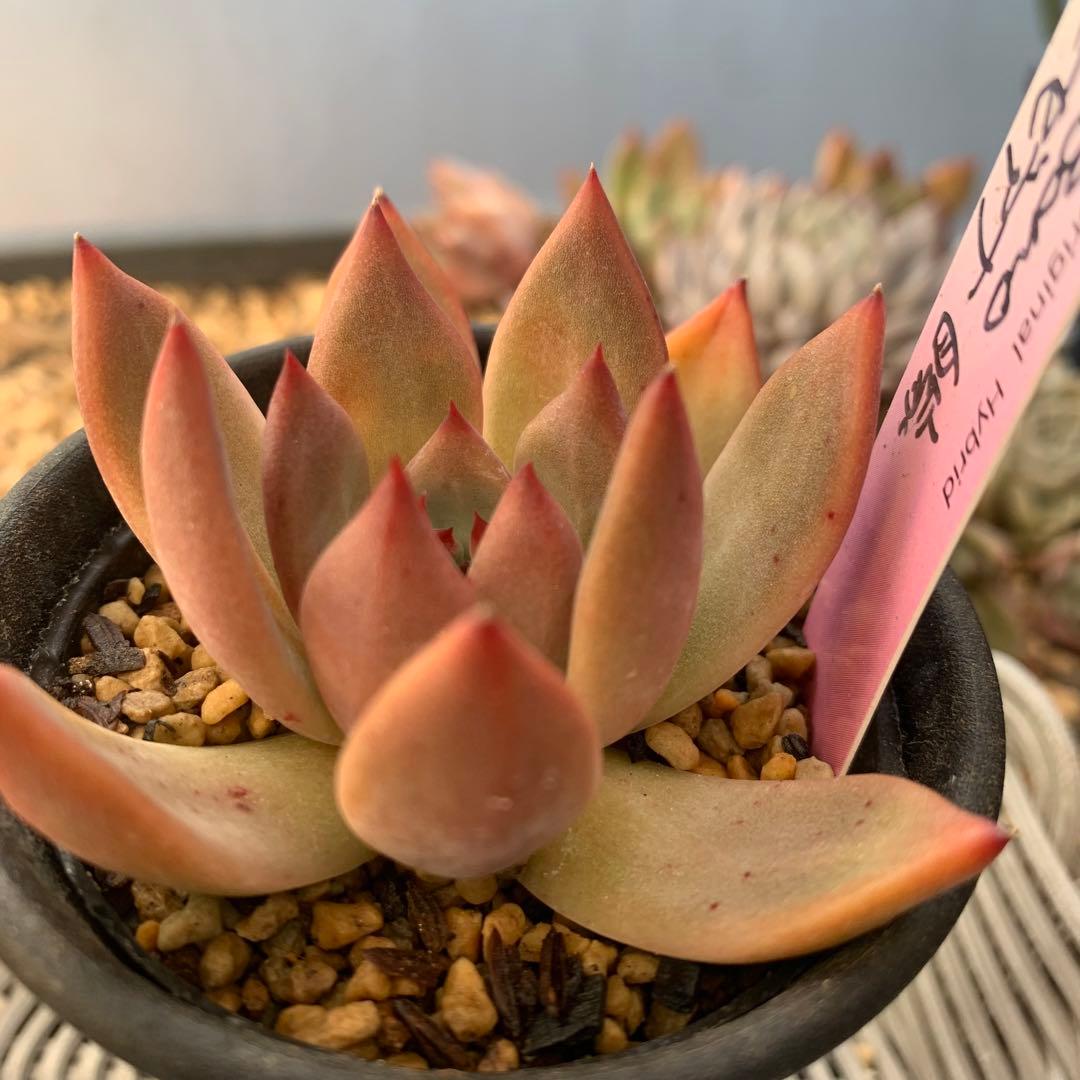 b*i様 ルイパパ苗　BonoBono ぼのぼの　リンゼアナ　自家　札付き