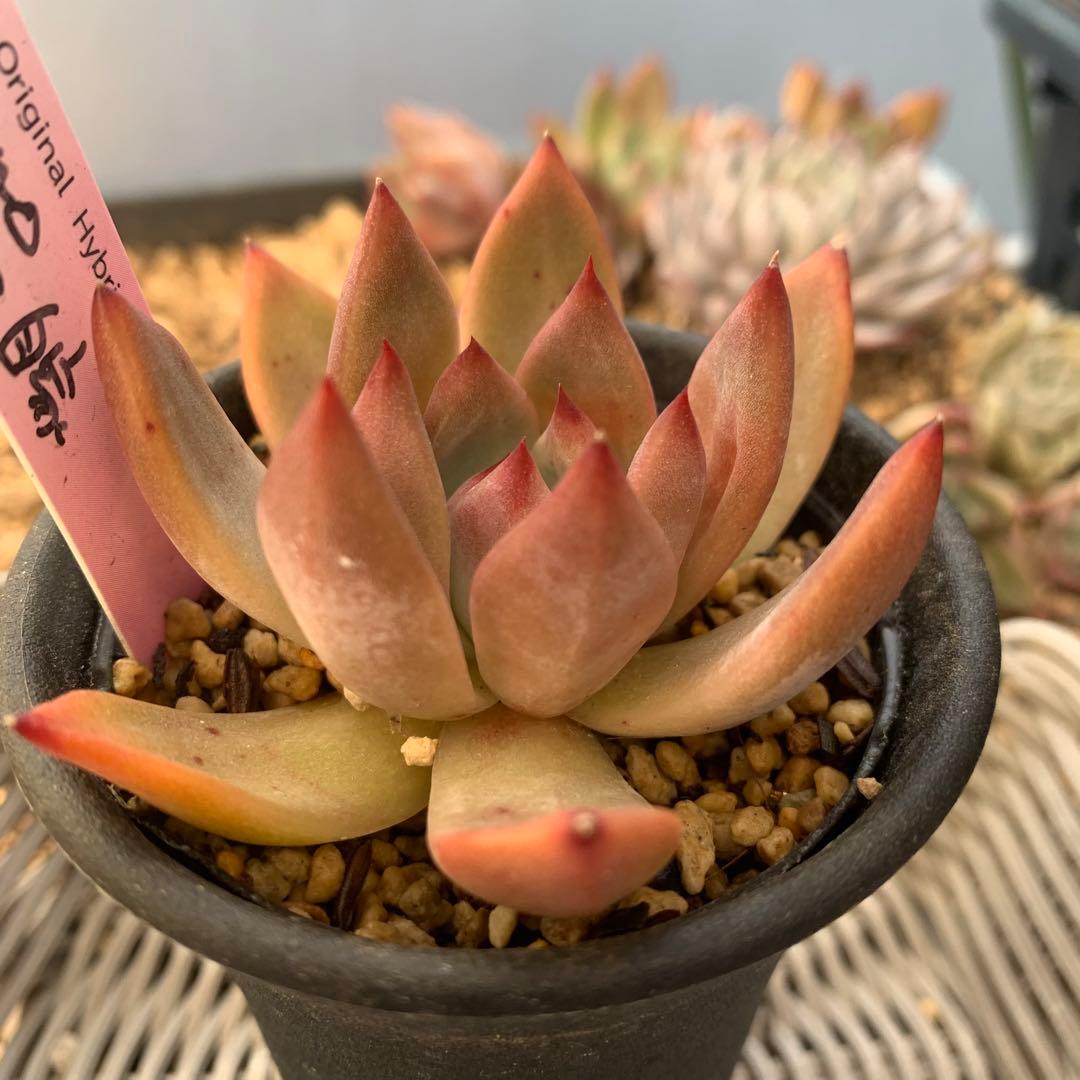 b*i様 ルイパパ苗　BonoBono ぼのぼの　リンゼアナ　自家　札付き