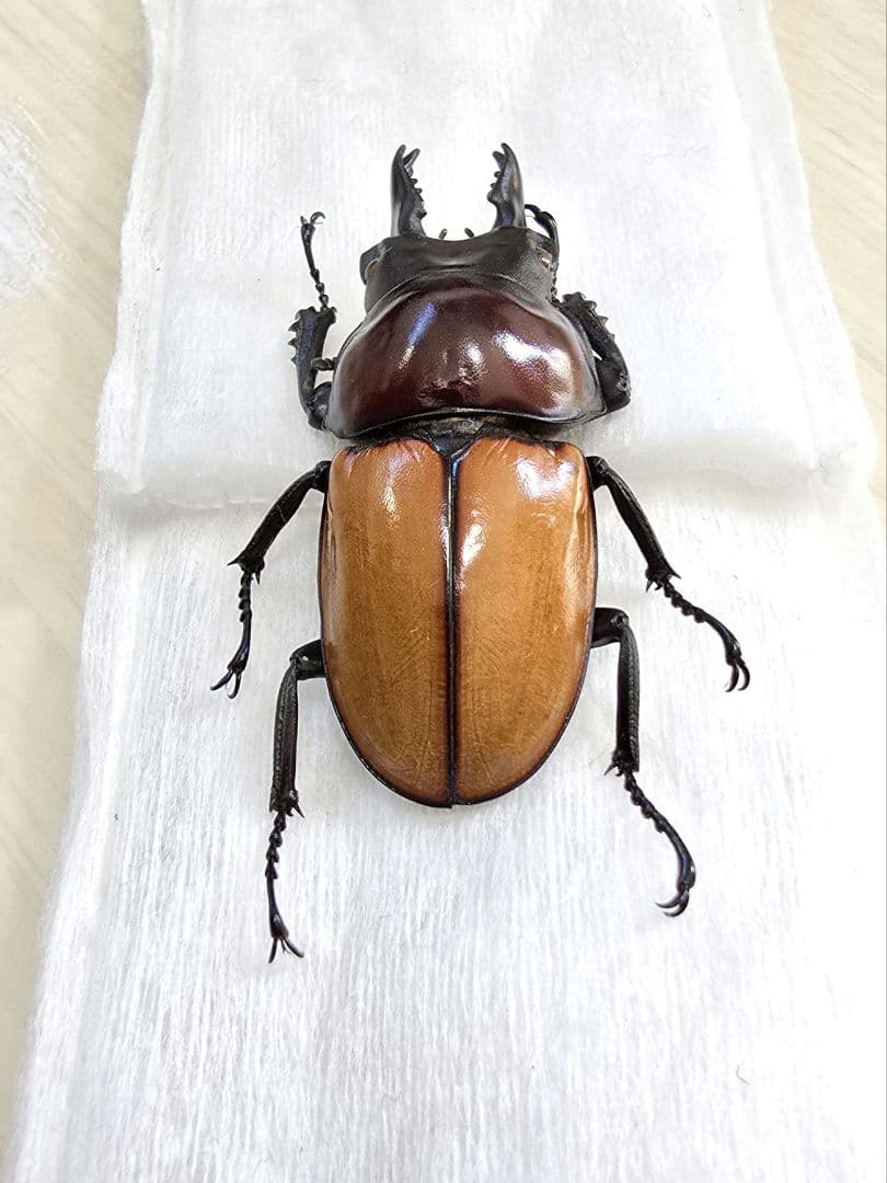 バオンゴクマルバネクワガタ標本