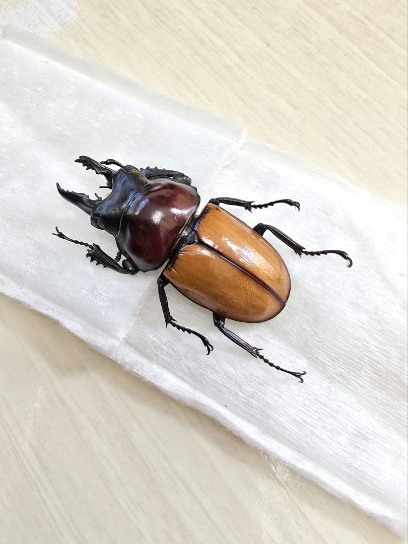 バオンゴクマルバネクワガタ標本