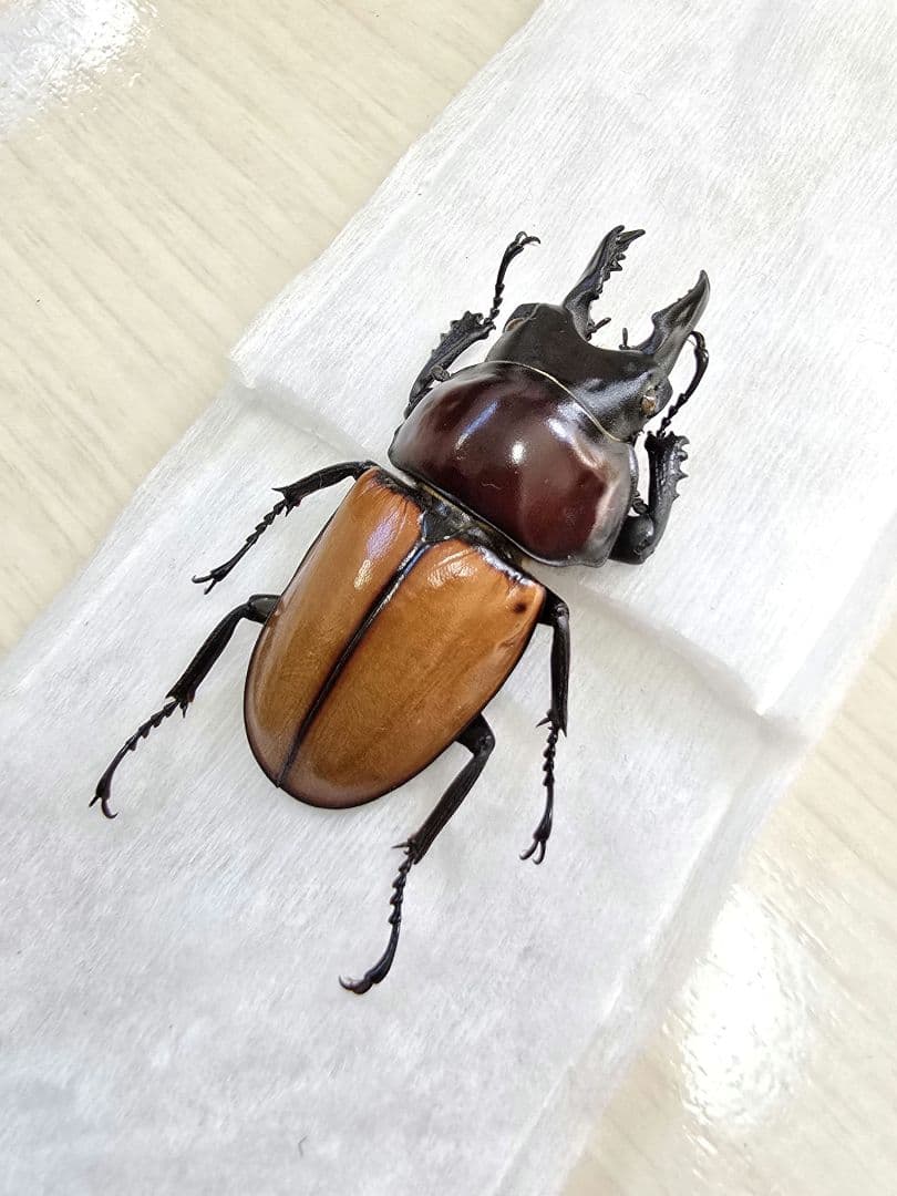 バオンゴクマルバネクワガタ標本