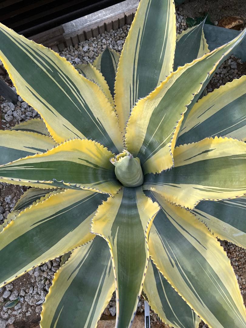 アガベ リップルエフェクト　カキコ　抜き苗