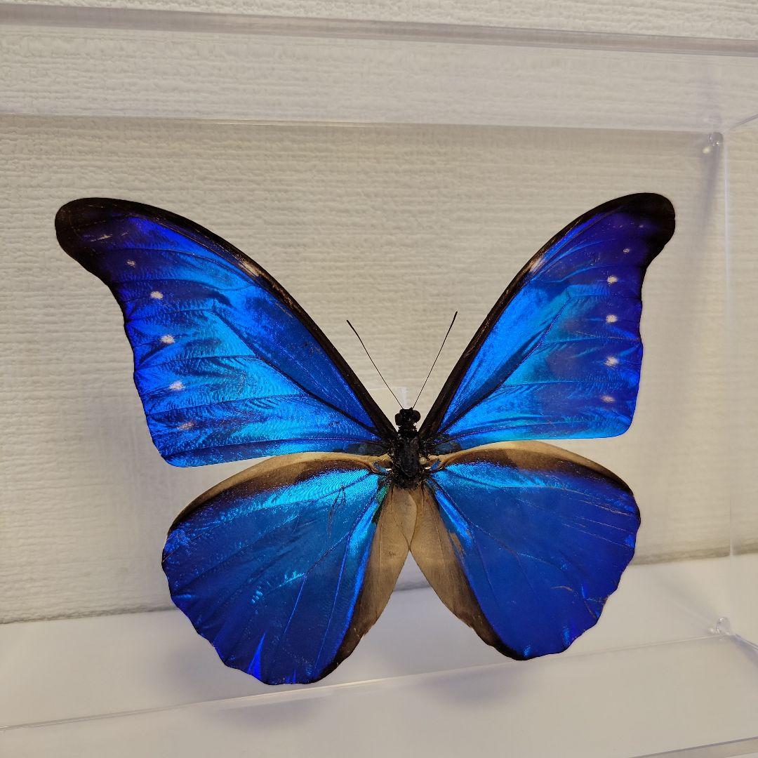 蝶の標本　ジャングルを舞う宝石(珍A)