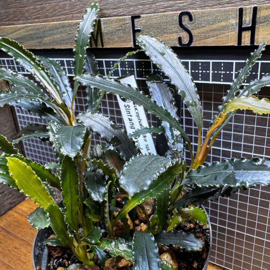 ブセファランドラsp.シンタン カユラピス TYPE2全銀 水上株1ポット［0］