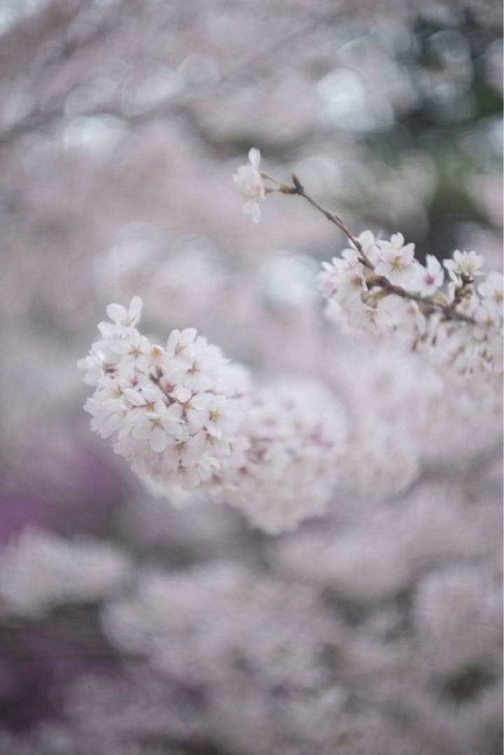 Summarit 50mm f/1.5 レンズ