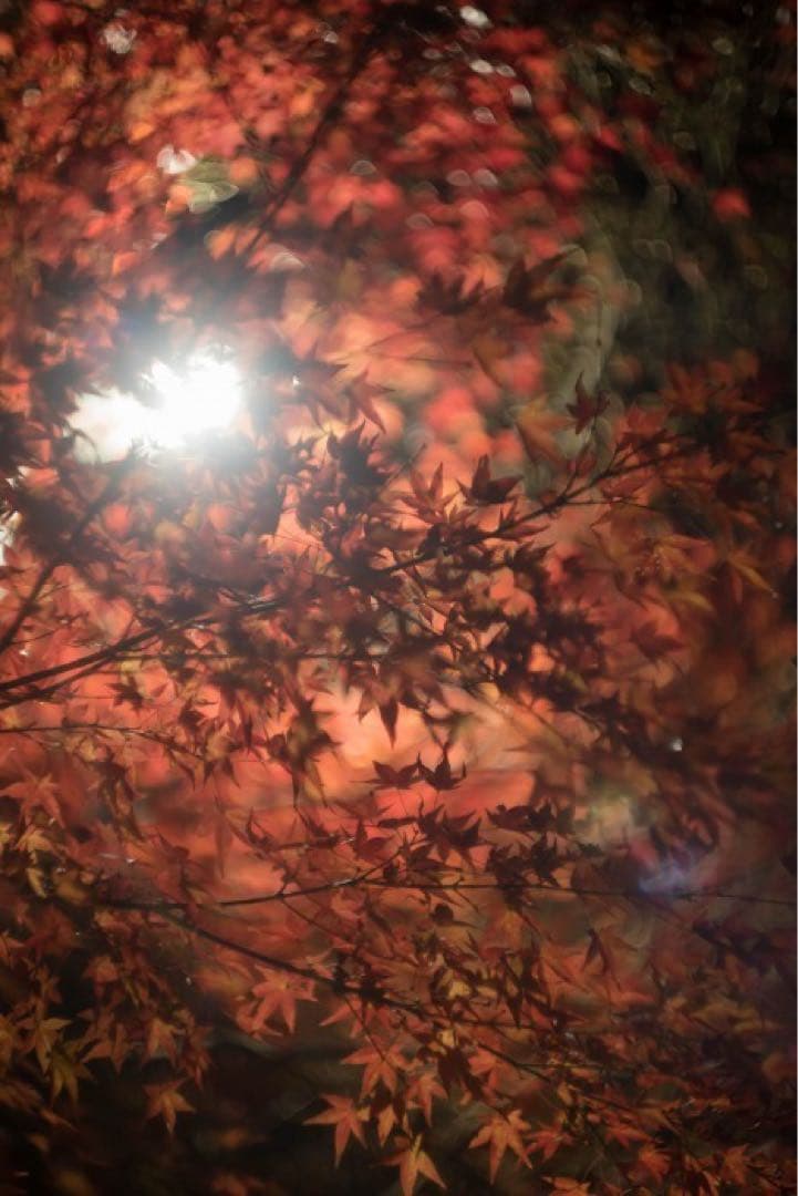 Summarit 50mm f/1.5 レンズ