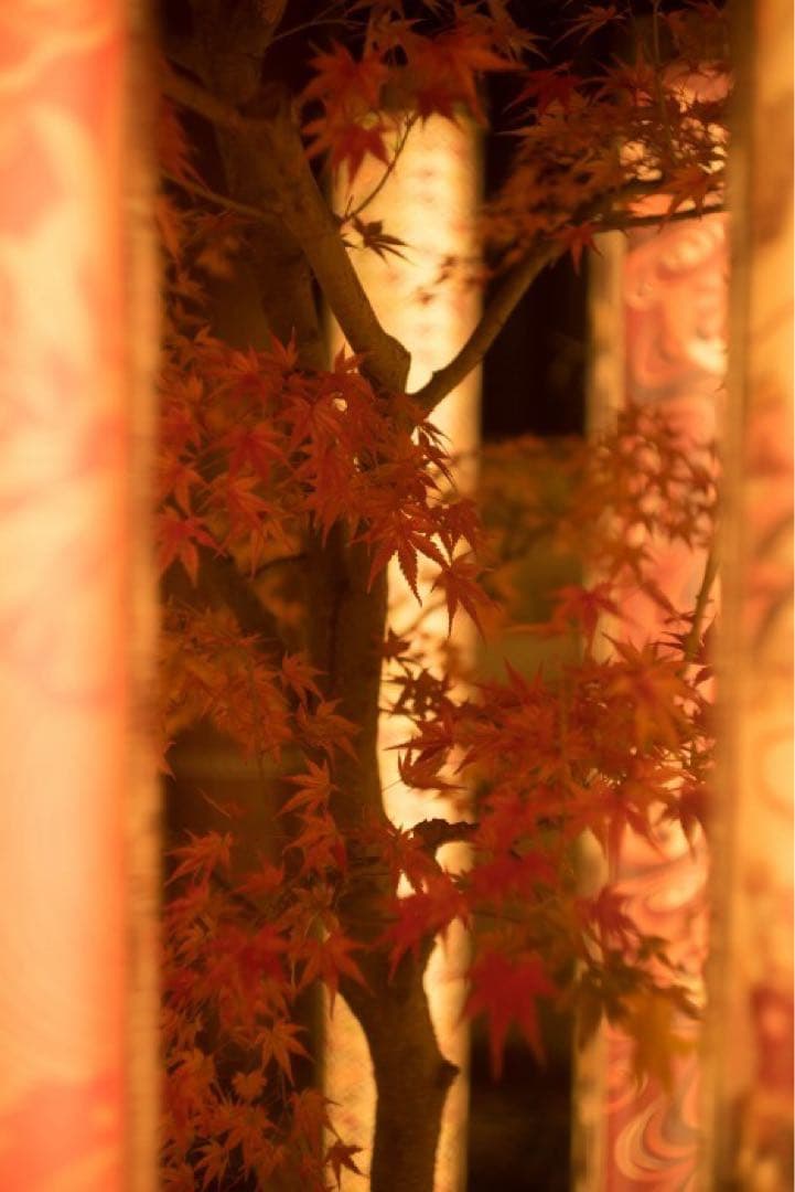 Summarit 50mm f/1.5 レンズ