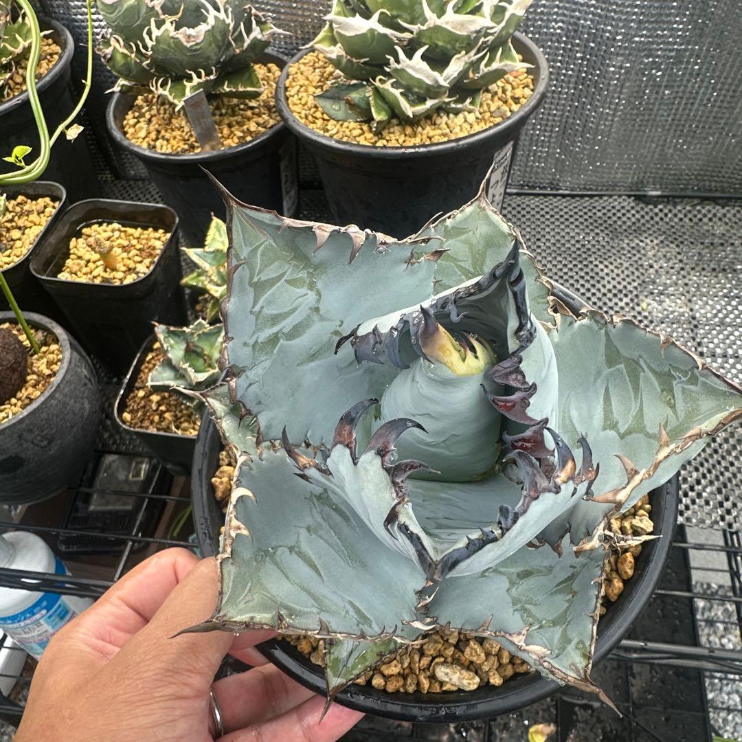 カクタスグリーン　ビースト