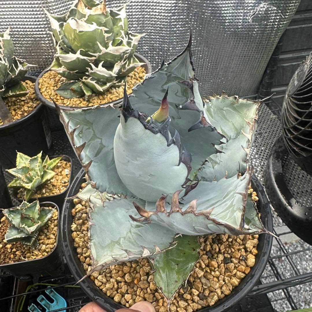 カクタスグリーン　ビースト