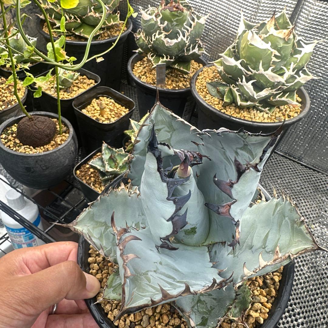 カクタスグリーン　ビースト