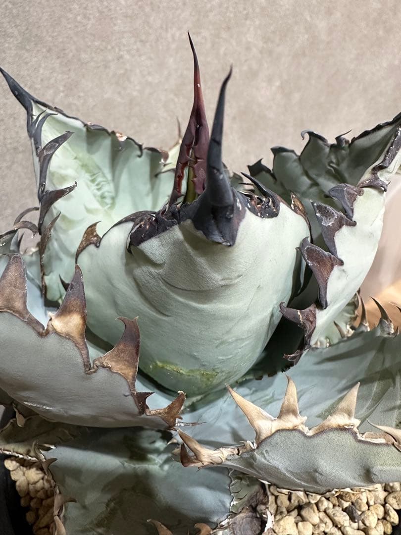 カクタスグリーン　ビースト