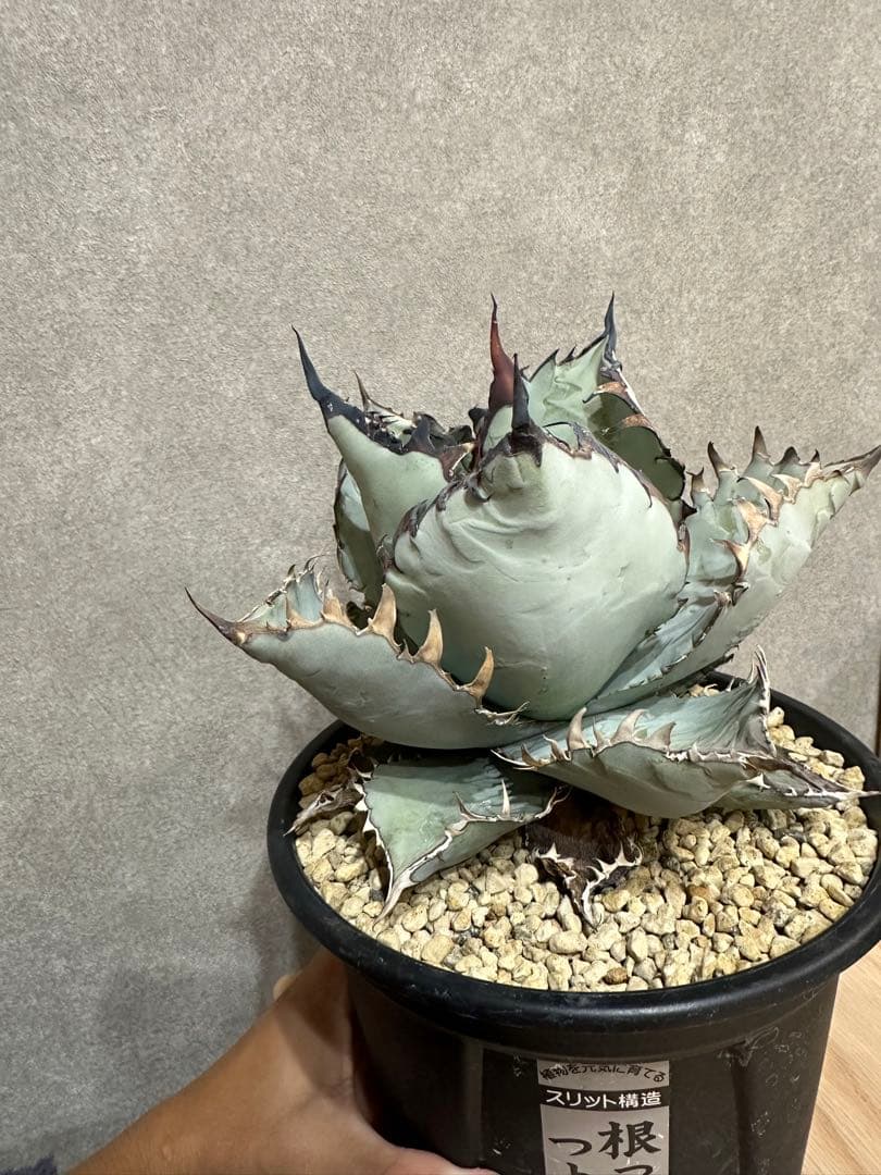 カクタスグリーン　ビースト