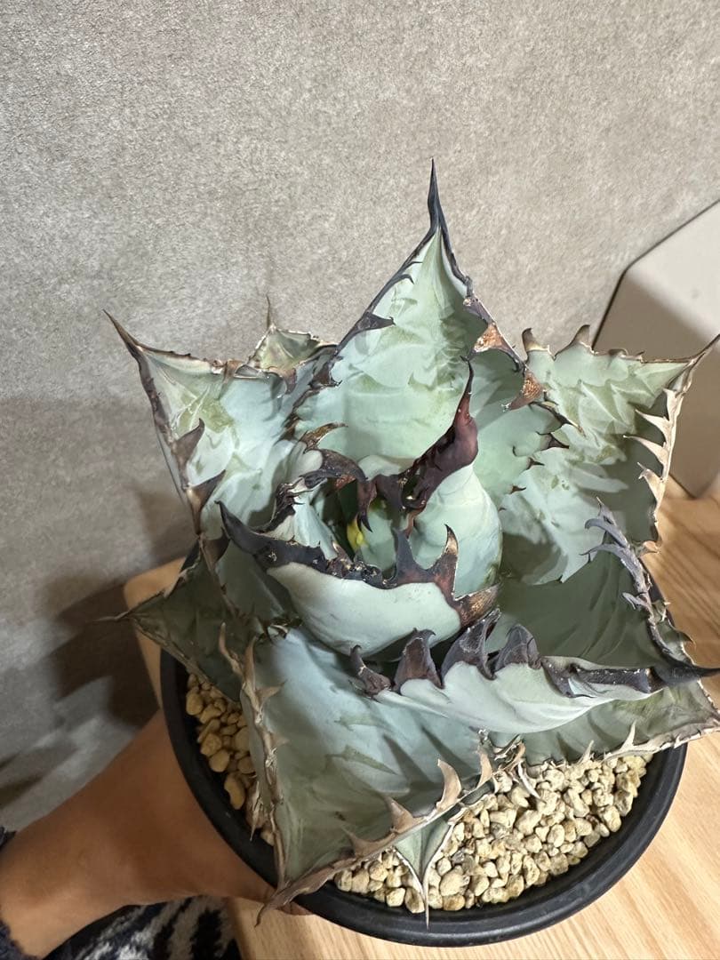 カクタスグリーン　ビースト