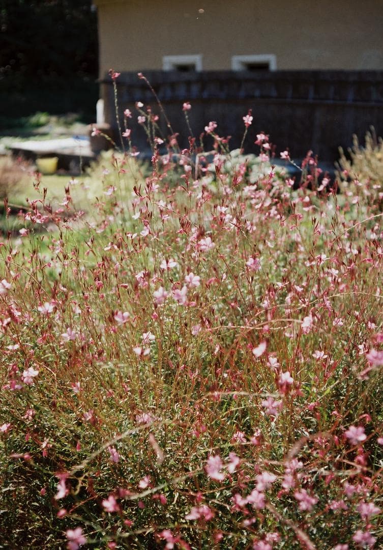 キャノネットQL17GⅢブラック／40mmf1.7付【実写確認整備済】