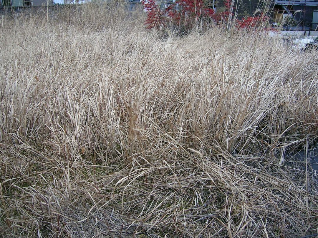 極美品　Nikon COOLPIX 3700 動作確認済み　スマホ転送