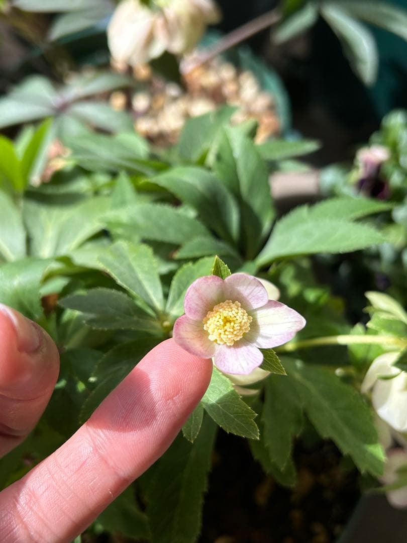 クリスマスローズ　大木ナーサリー　オキシ系いろは　ss 極小輪　未株分け　6号苗