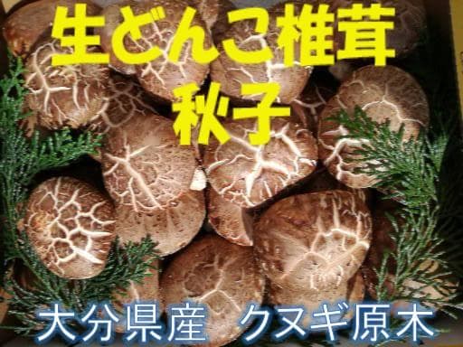 SYさまご予約専用 大分県特産 生どんこ椎茸「秋子」ダブル