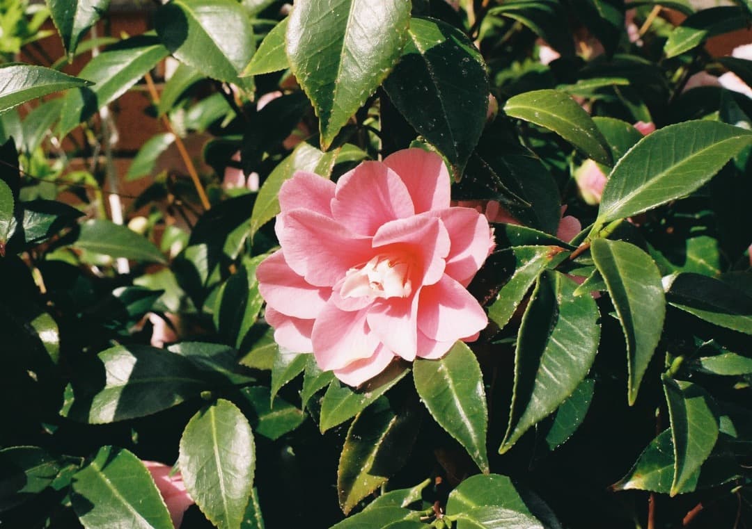 動作品・実写確認済 PENTAX Super A＋SMC A 50mm f1.4