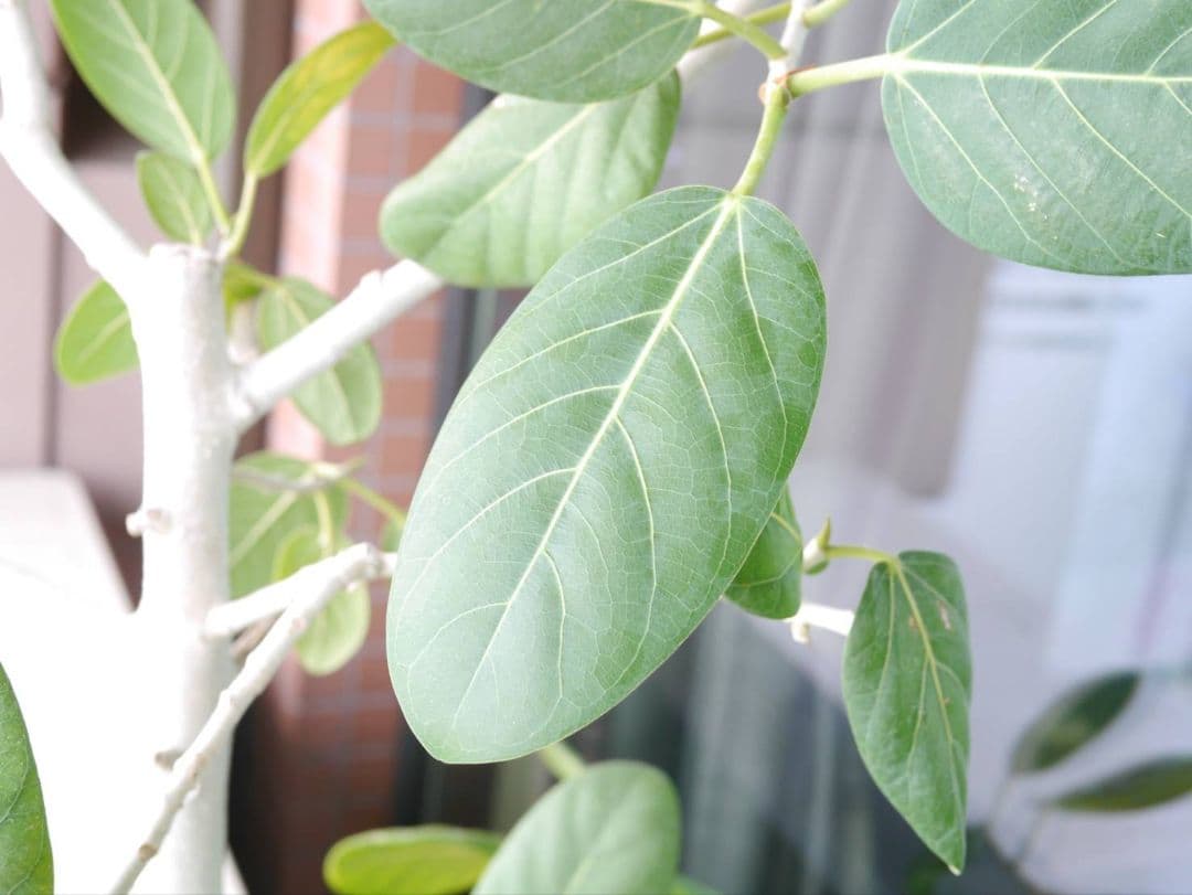 レンズ(単焦点) LUNIX LEICA DG 25mm/F1.4 H-XA025