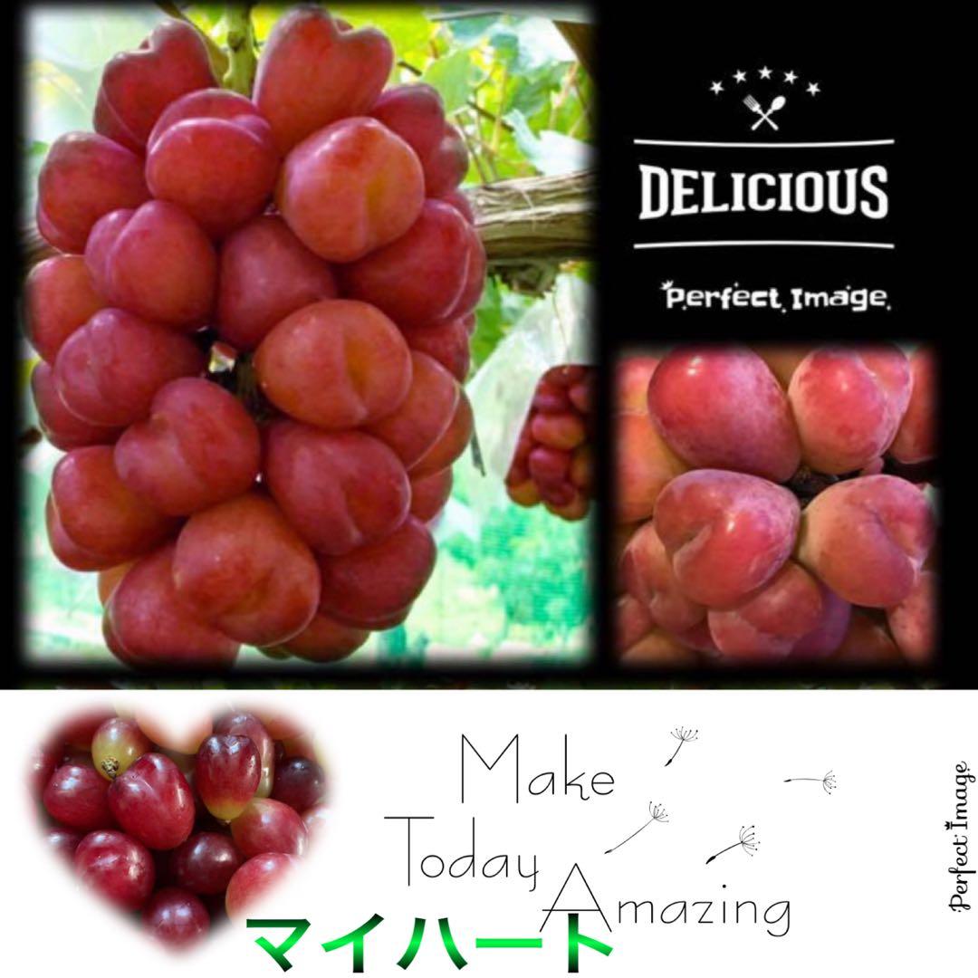 まねき様 美和姫 セブン マイハート 愛妻 ジーコ バイオレット ヌーベル 他