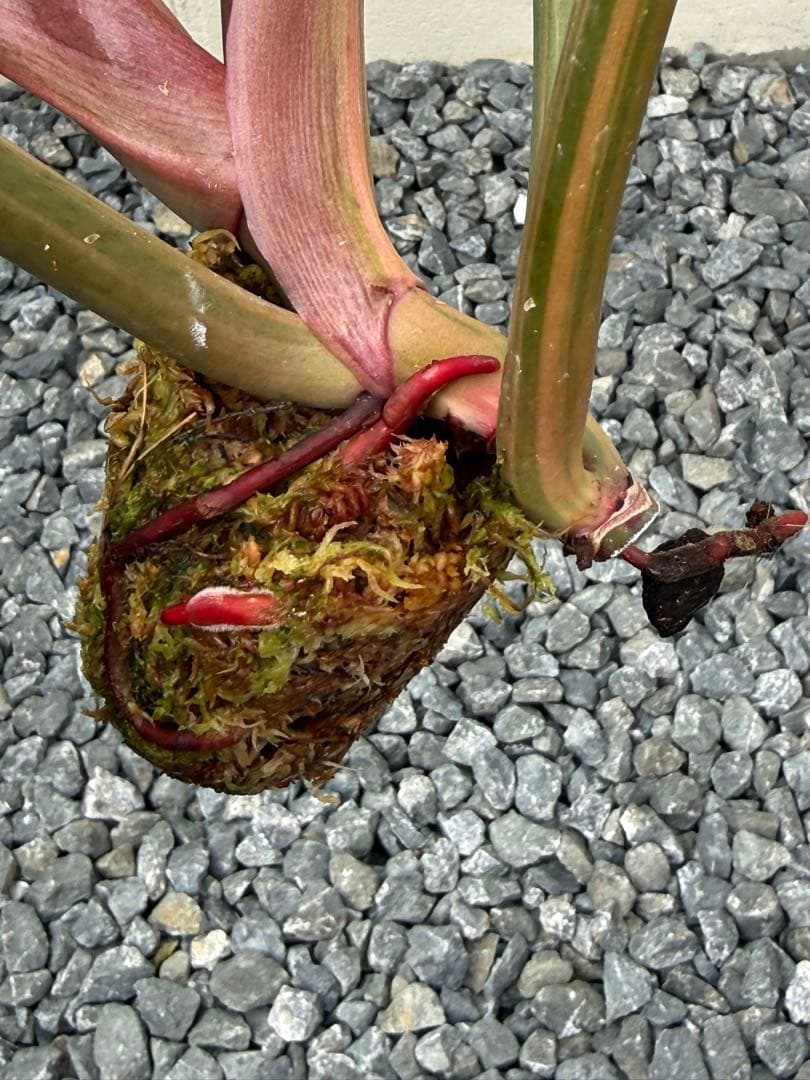 幸*様 フィロデンドロン　キャラメル　マーブル(大株)