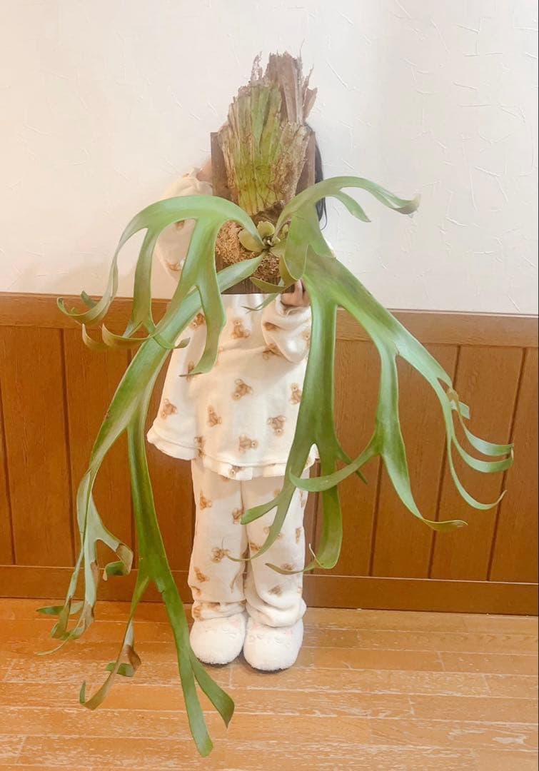 ゲリラ値下げ外巻　大株ビカクシダ　ウィリンキーwild\