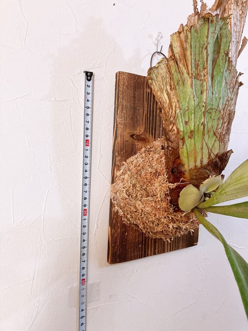 ゲリラ値下げ外巻　大株ビカクシダ　ウィリンキーwild\"east java\"