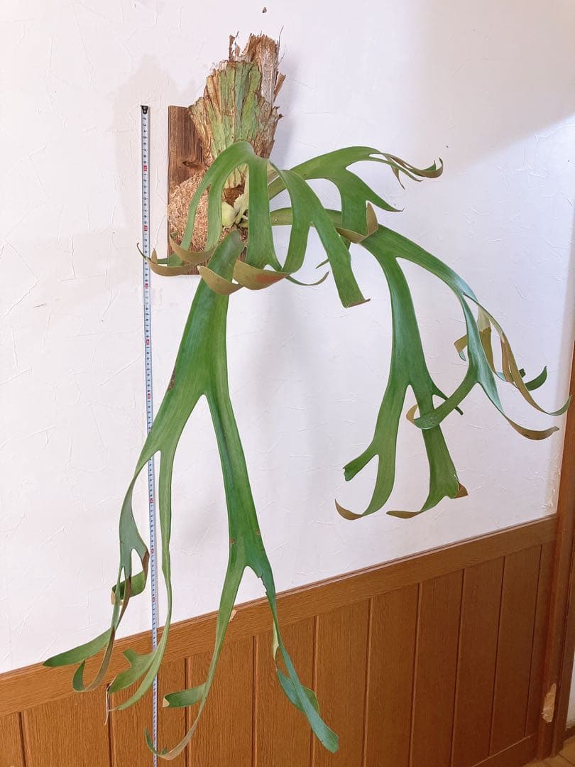 ゲリラ値下げ外巻　大株ビカクシダ　ウィリンキーwild\"east java\"