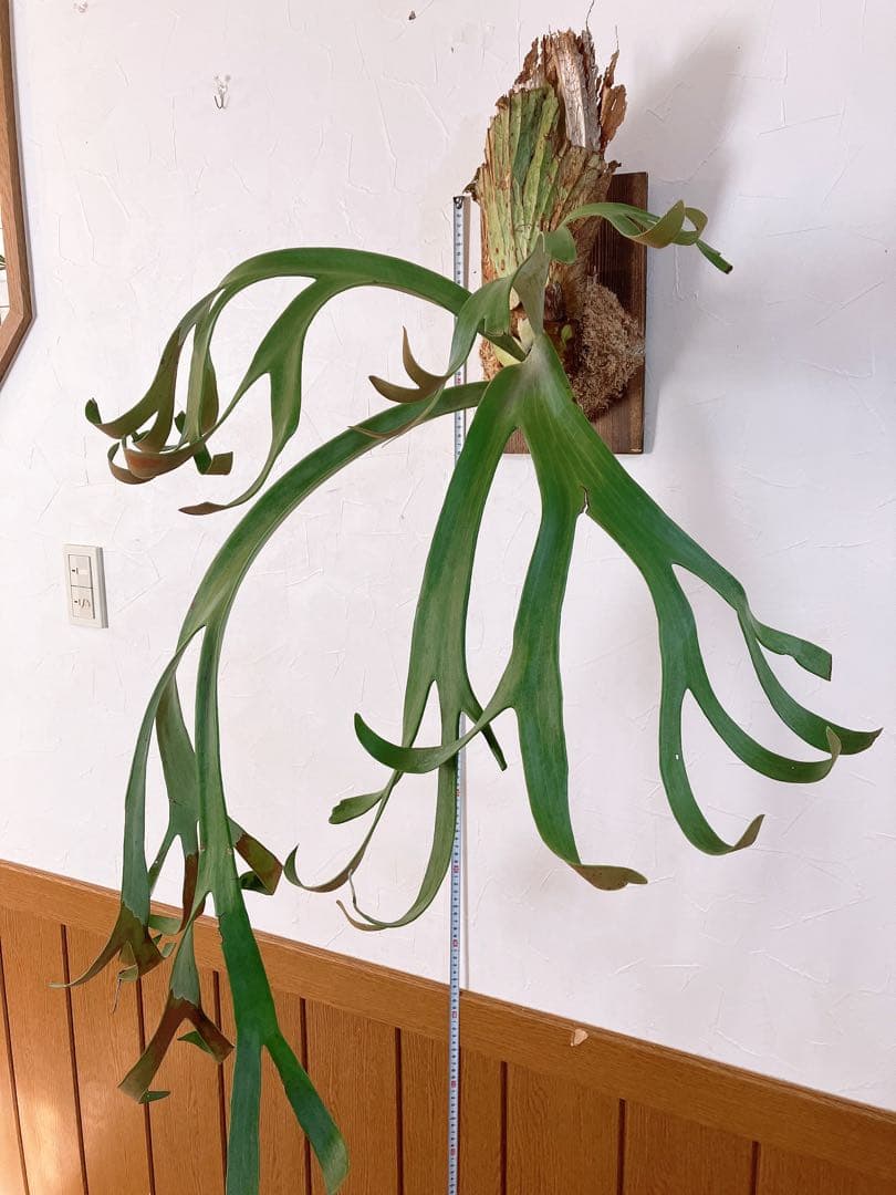 ゲリラ値下げ外巻　大株ビカクシダ　ウィリンキーwild\"east java\"