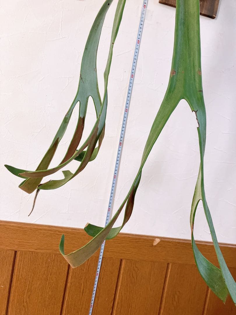 ゲリラ値下げ外巻　大株ビカクシダ　ウィリンキーwild\"east java\"