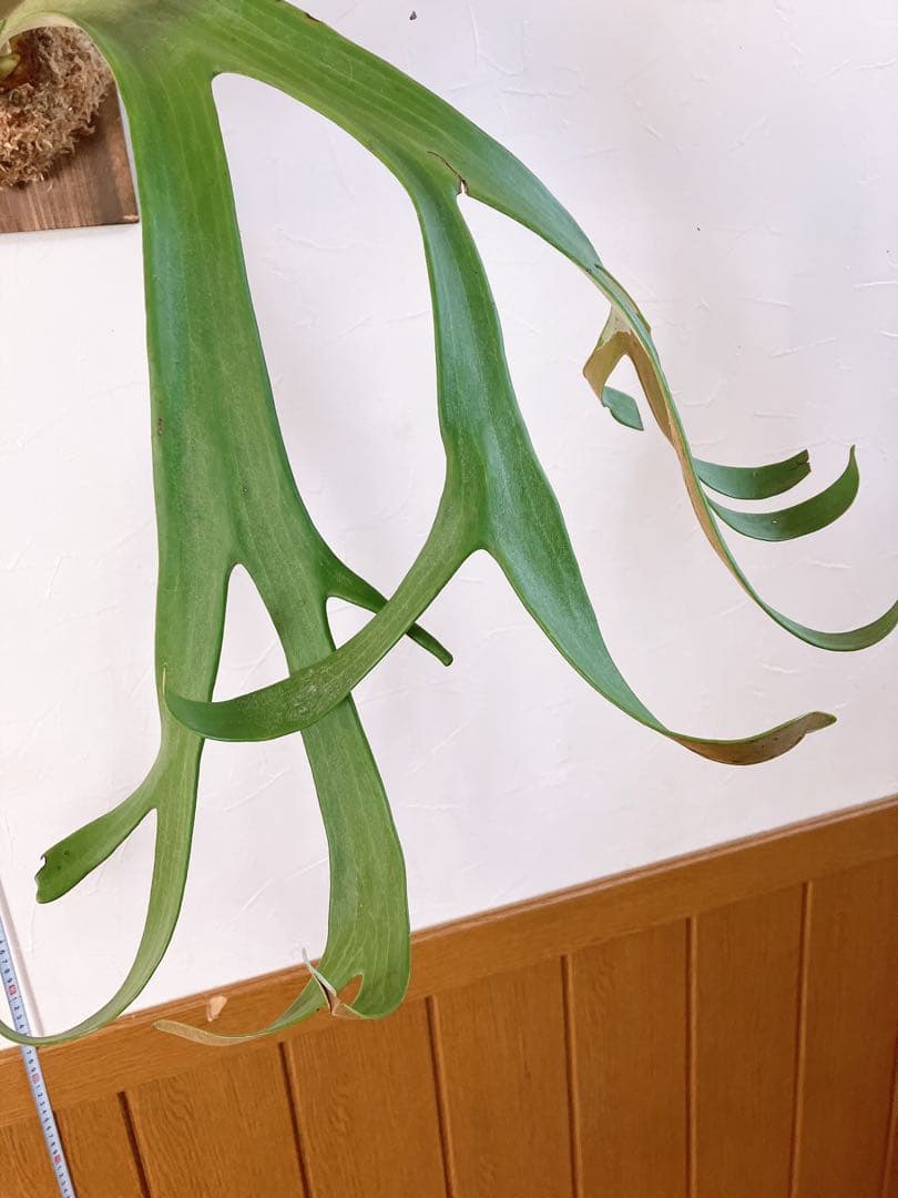 ゲリラ値下げ外巻　大株ビカクシダ　ウィリンキーwild\"east java\"