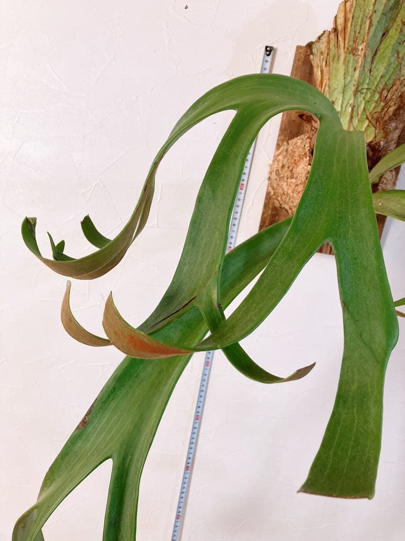 ゲリラ値下げ外巻　大株ビカクシダ　ウィリンキーwild\"east java\"