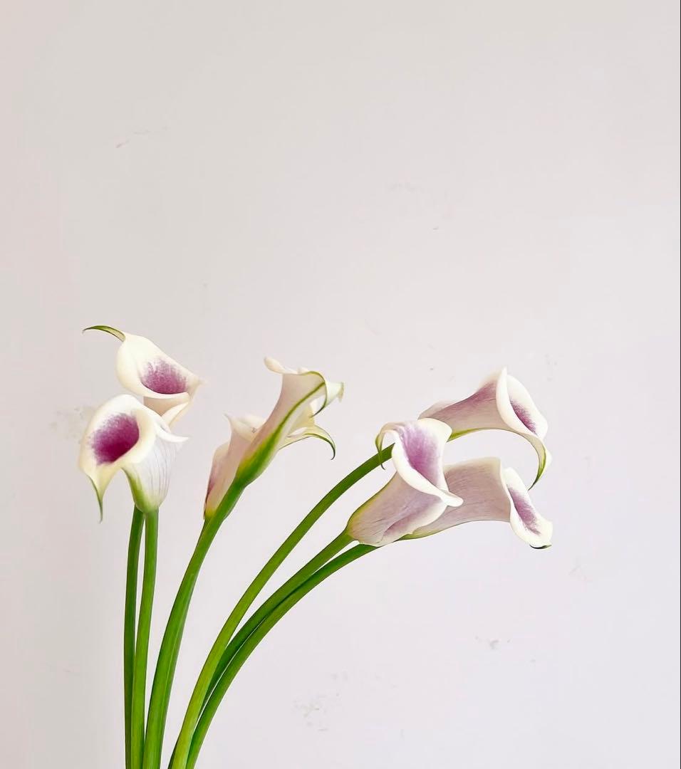 mocha⭐️即日発送品