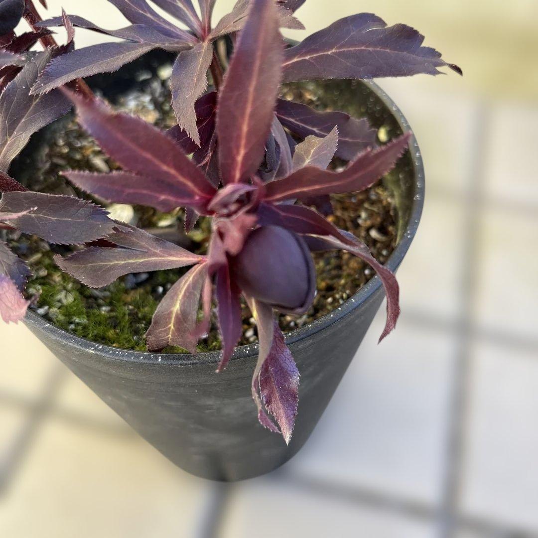 まい　ブラックマジック整形広瀬園芸　クリスマスローズ　開花株　匿名発送