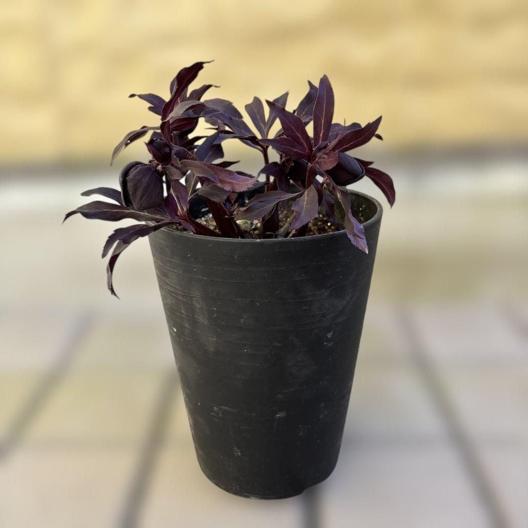 まい　ブラックマジック整形広瀬園芸　クリスマスローズ　開花株　匿名発送