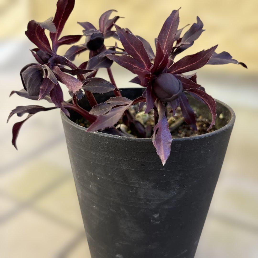 まい　ブラックマジック整形広瀬園芸　クリスマスローズ　開花株　匿名発送