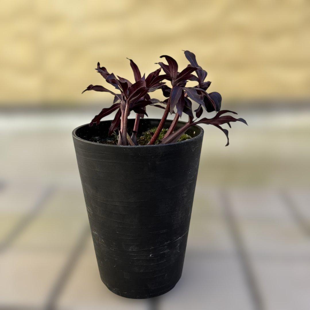 まい　ブラックマジック整形広瀬園芸　クリスマスローズ　開花株　匿名発送