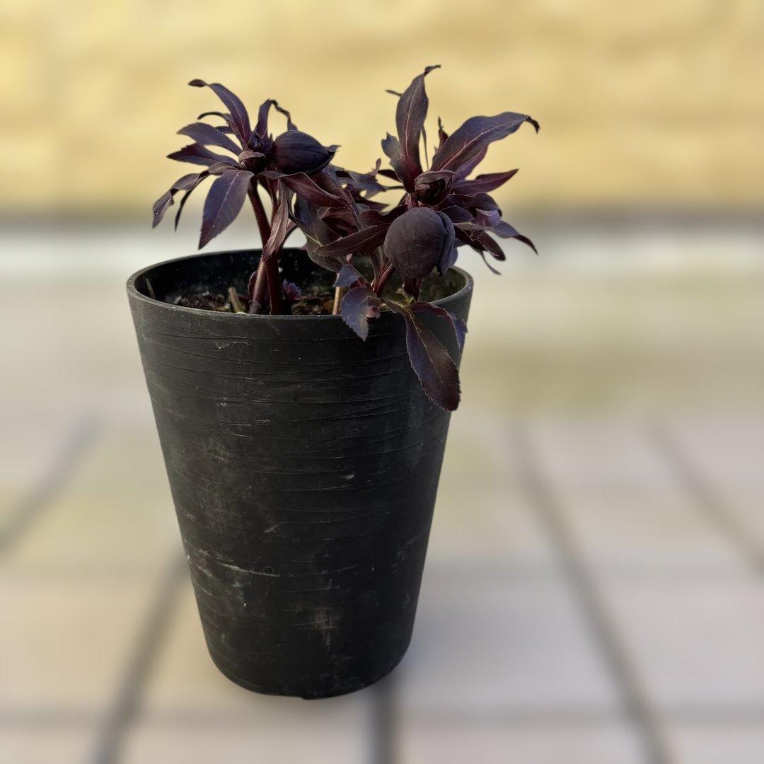 まい　ブラックマジック整形広瀬園芸　クリスマスローズ　開花株　匿名発送