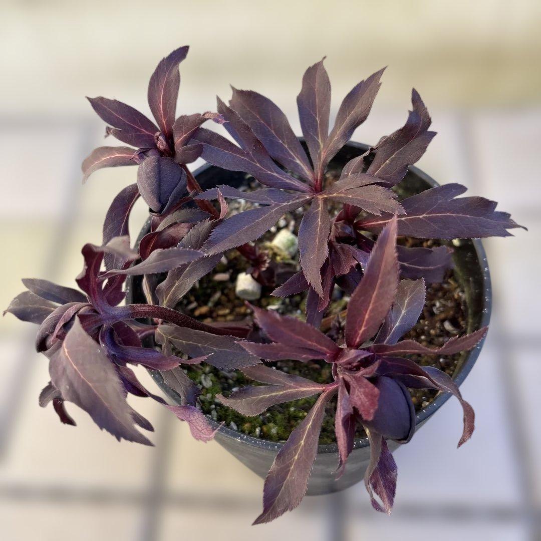 まい　ブラックマジック整形広瀬園芸　クリスマスローズ　開花株　匿名発送